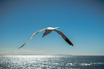 A closeup of a seagull flying into the wind off of the coast of California