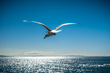 Fototapeta na wymiar A closeup of a seagull flying into the wind off of the coast of California