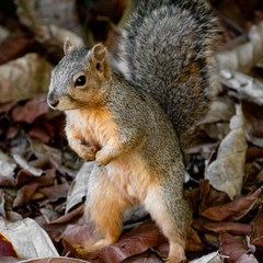 Naklejka na ściany i meble A squirrel standing up with arms pulled back to its chest looking aggressive and confident 