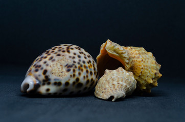 seashells on a blue background