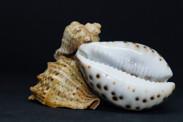 sea shell on a white background