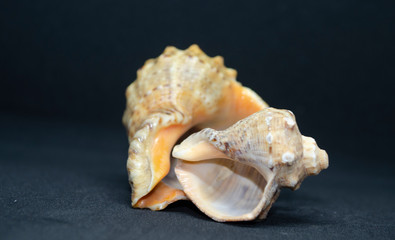 sea shell on black background