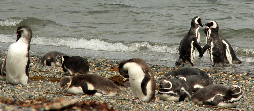 Pinguins Magallanicos