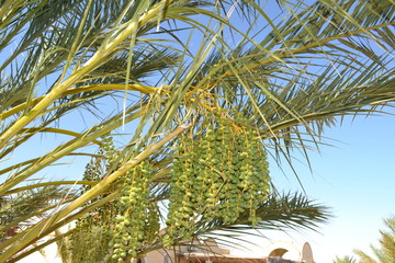 Dates sahara desert