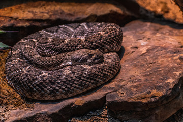 A coiled rattlesnake basking in the warm sun