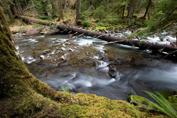 Obraz premium Olympic National Park, WA, USA. 