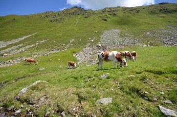 Alpen