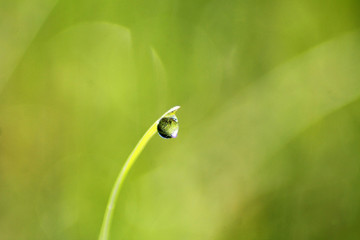 water droplet on the leaf with green backgroun