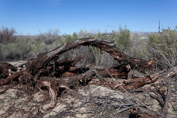 Withered mesquite tree in Arizona desert.
