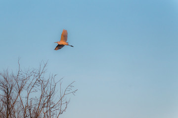 AIRONE