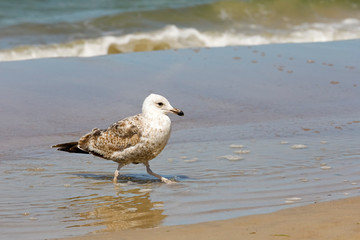 Lonely walk of one seagull on the sea beach