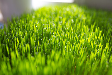 Green grass with water drops on a sunny day