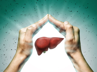 A human liver between two palms of a woman on  blue and green background. The concept of a healthy...