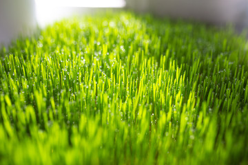 Green grass with water drops on a sunny day