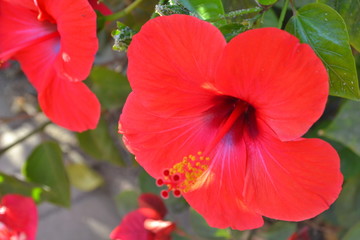 Hibiscus