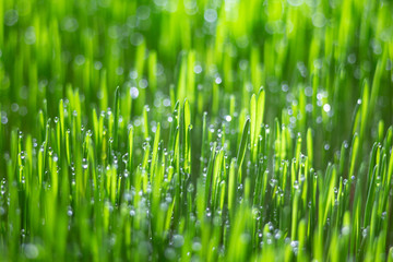Green grass with water drops on a sunny day