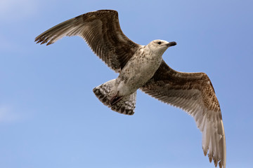 One gull is flying in a calm flight