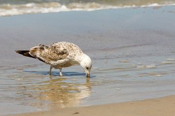 One seagull is looking for something in the water