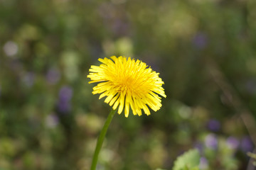 dandelion or celandine grow in a sunny meadow in spring and summer