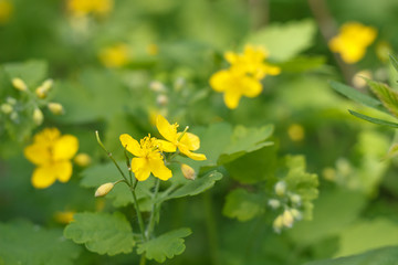dandelion or celandine grow in a sunny meadow in spring and summer