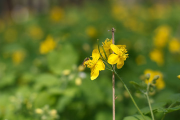dandelion or celandine grow in a sunny meadow in spring and summer