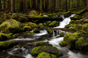 Olympic National Park, WA, USA. 