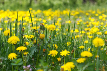 dandelion or celandine grow in a sunny meadow in spring and summer