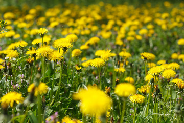 dandelion or celandine grow in a sunny meadow in spring and summer