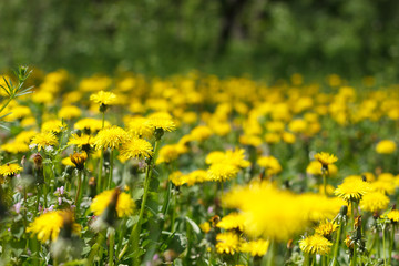 Obraz premium dandelion or celandine grow in a sunny meadow in spring and summer