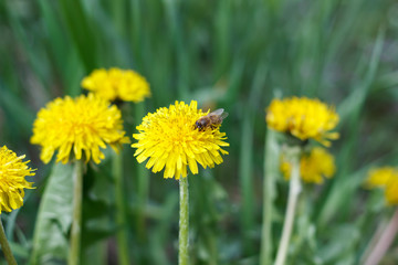 dandelion or celandine grow in a sunny meadow in spring and summer
