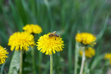 dandelion or celandine grow in a sunny meadow in spring and summer