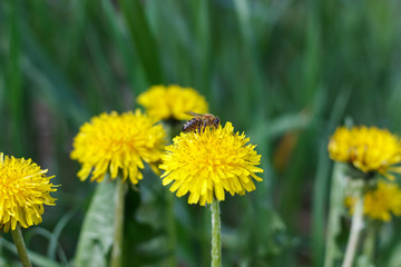 dandelion or celandine grow in a sunny meadow in spring and summer