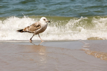 Sea wave and seagull during the walk