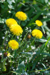 dandelion or celandine grow in a sunny meadow in spring and summer