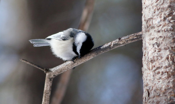 m&eacute;sange &agrave; t&ecirc;te noire