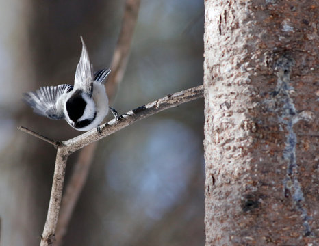 M&eacute;sange &agrave; t&ecirc;te noire