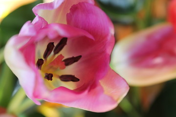 Obraz na płótnie Canvas tulipano rosa macro