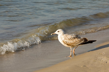 Seaside visited by a lonely seagull