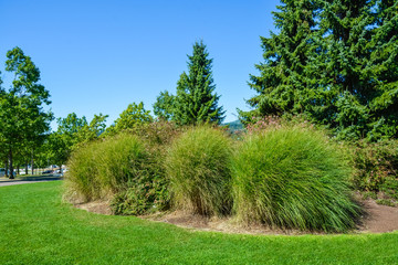 Decorative bushes of grass within the landscape of park zone