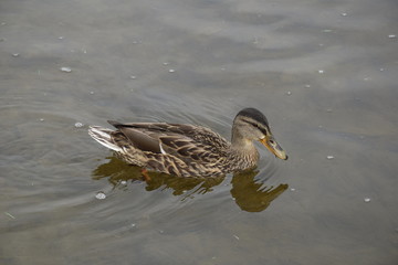 kaczka © Sebastian Skrzat