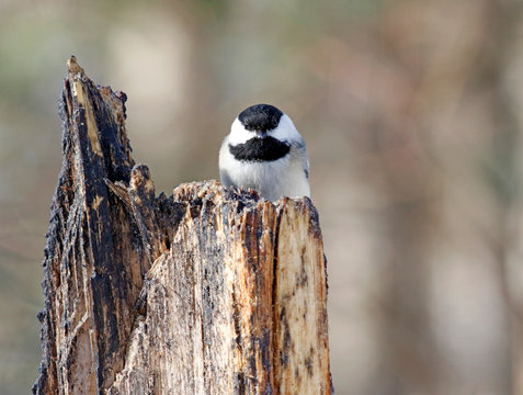 M&eacute;sange &agrave; t&ecirc;te noire
