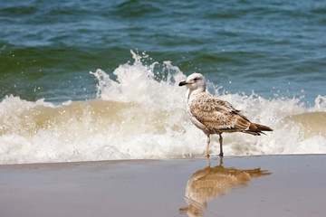 The sea wave splashes and the seagull keeps calm