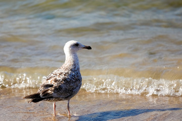 The seabird has stopped at the sea shore