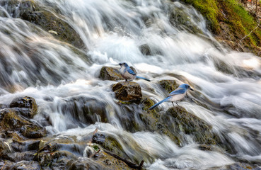 Waterfall close up view with Himalayan blue birds at Uttarakhand India