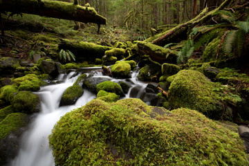 Olympic National Park, WA, USA. 