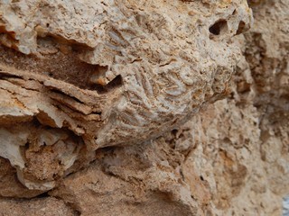 Texture of dead corals. Coral extinction, eco disaster concept.