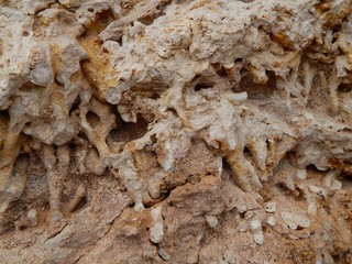 Texture of dead corals. Coral extinction, eco disaster concept.