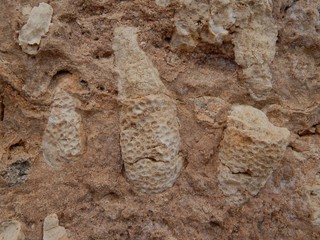 Texture of dead corals. Coral extinction, eco disaster concept.