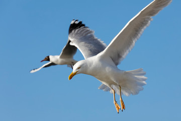 Wild birds are looking for food