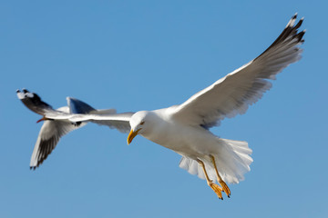 Wild birds on the fly are looking for food